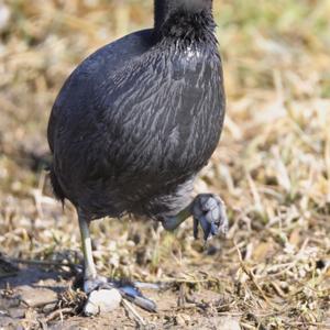 Common Coot