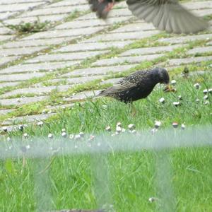 Common Starling