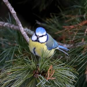 Blue Tit