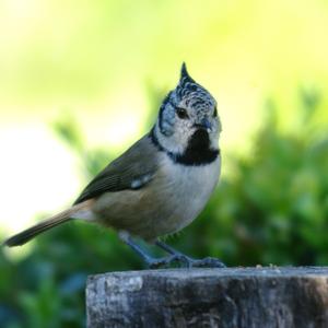 Crested Tit