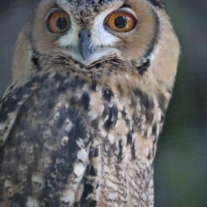 Short-eared Owl