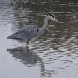 Grey Heron