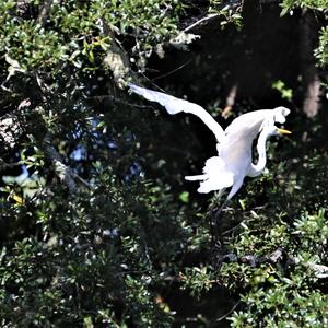 Great Egret