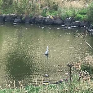 Grey Heron