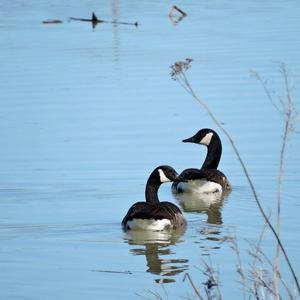 Canada Goose