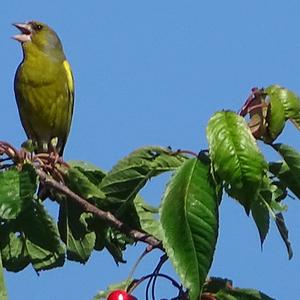 European Greenfinch