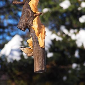 Red-breasted Nuthatch