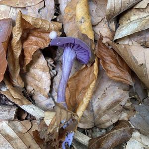 Amethyst Deceiver