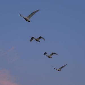 Mute Swan