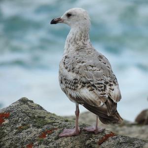 Herring Gull