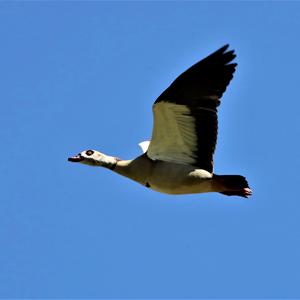 Nilgans