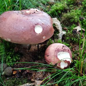 Bare-toothed Russula