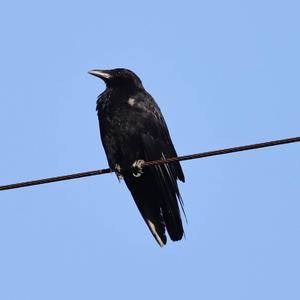 Carrion Crow