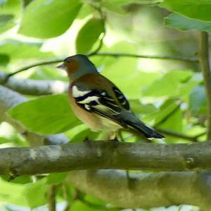 Eurasian Chaffinch