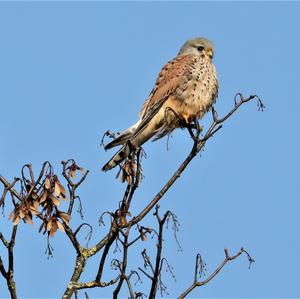 Common Kestrel