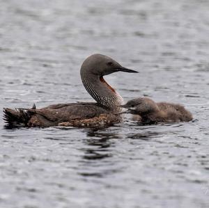 Red-throated Loon