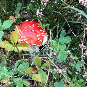 Fly Agaric