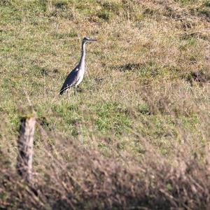 Grey Heron