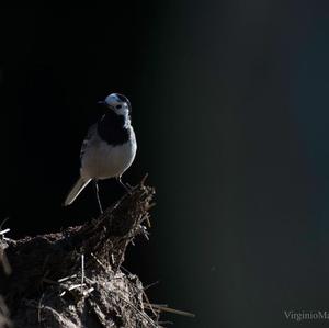 White Wagtail