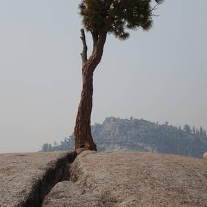 Jeffrey Pine