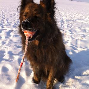 Unknown Breed