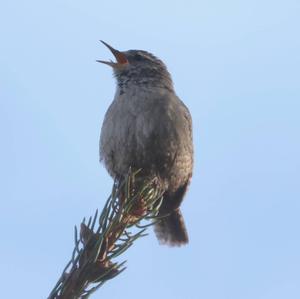 Winter Wren