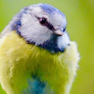 Blue Tit