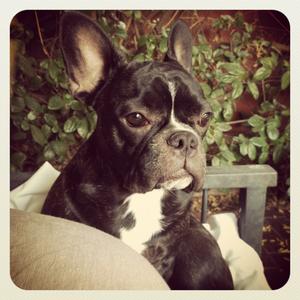 French Bulldog