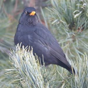 Eurasian Blackbird