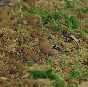 Eurasian Chaffinch