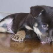 Unknown Breed