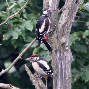 Great Spotted Woodpecker