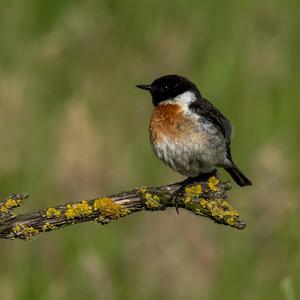 European stonechat