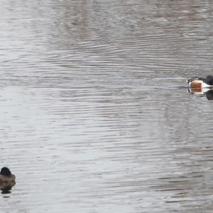 Tufted Duck