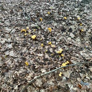 Chanterelle, Common