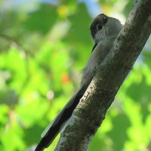 Long-tailed Tit