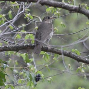 Song Thrush