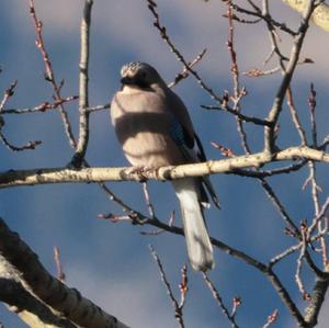 Eurasian Jay