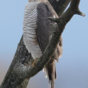 Eurasian Sparrowhawk