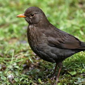 Eurasian Blackbird