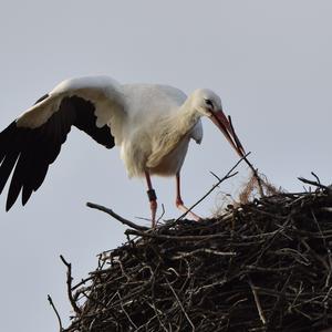 White Stork