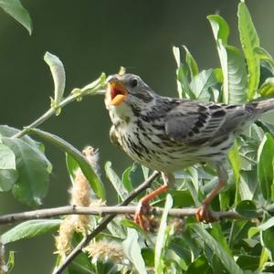 Corn Bunting