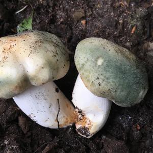 Cracked Green Russula