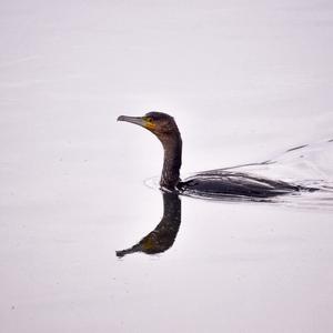 Great Cormorant