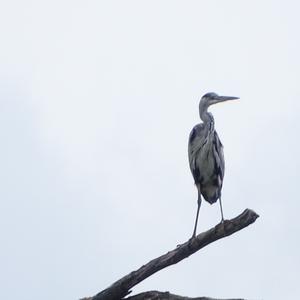 Grey Heron