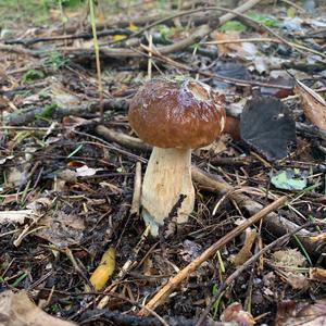 King Bolete