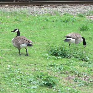 Canada Goose