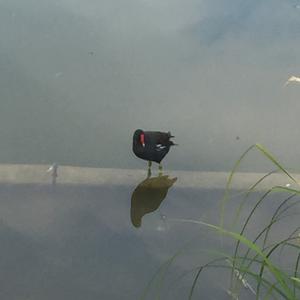 Common Moorhen