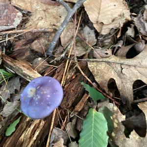 Blue-green Stropharia