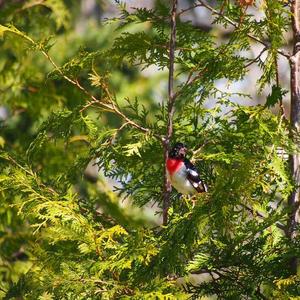 Rose-breasted Grosbeak